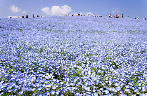 Nemophila Close-up